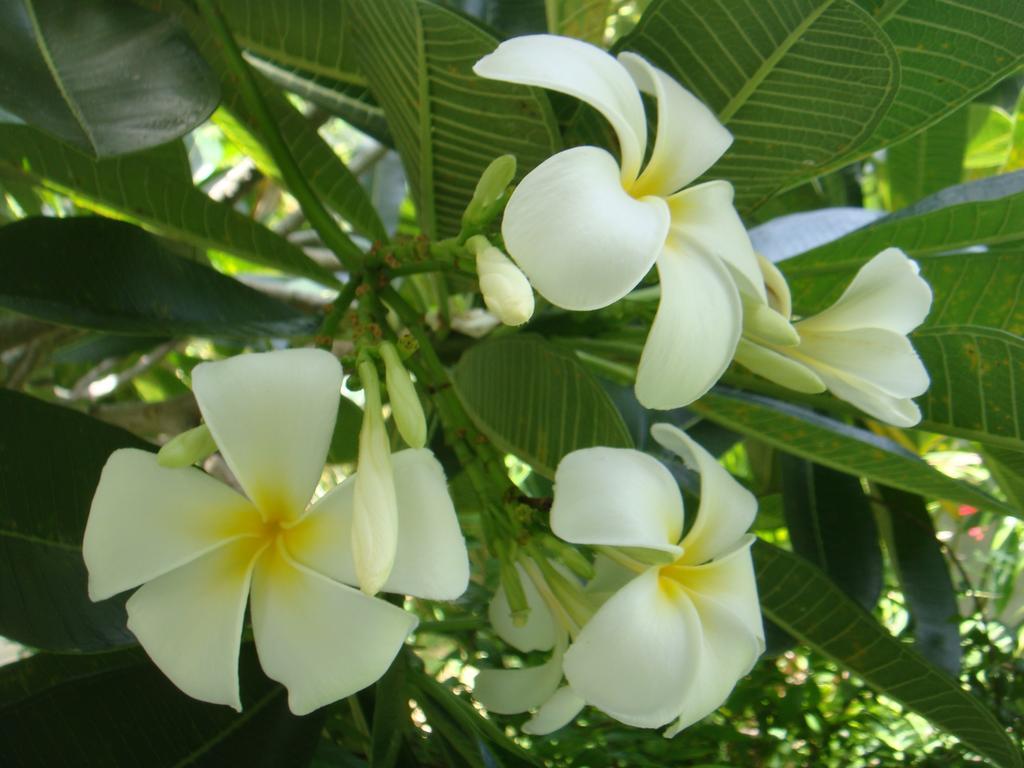 Baan Kuasakul Resort Mae Nam Beach Eksteriør bilde